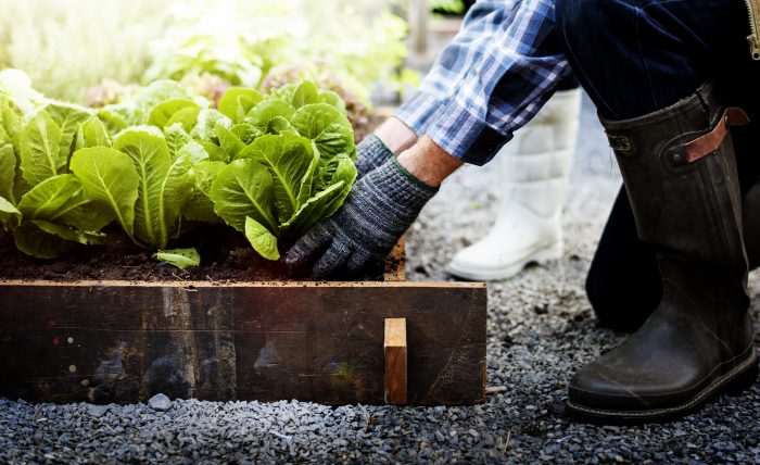 planting lettuce